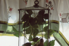 terrarium